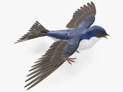  House Martin Bird 
