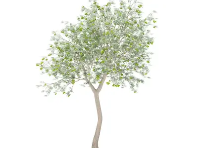 Olive Tree with Fruits 3D model