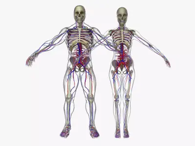 Male And Female Circulatory System Anatomy 3D model
