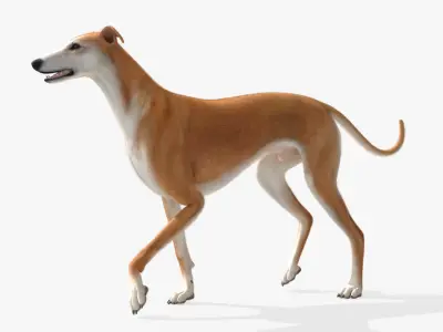  Greyhound Walking Animated Fur Rigged for Blender 