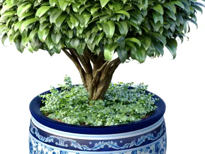 Decorative tree in an Italian vase Indoor plant 3D model