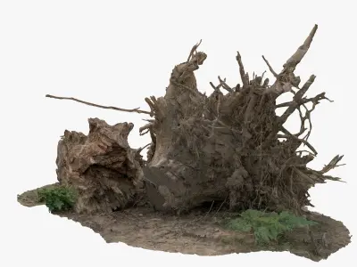 Tree uprooted dry stump roots 3D model