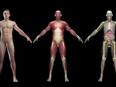  Complete Male and Female Anatomy Collection 