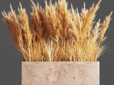 Indoor Plant Set 54  pampas 3D model