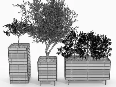 jasper rectangle planter Olea europaea 3D model