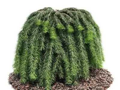 Green Coniferous Leaves On A Brown Forest Floor Base 3D model