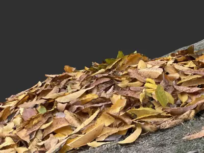 Leaves on the ground 3d scan 3D model