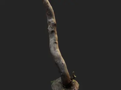 3d scanned nature forest roots 008 3D model