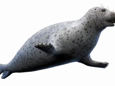  Harbor Seal Animated 