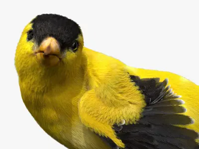  Gold Finch Fur Animation Rigged 