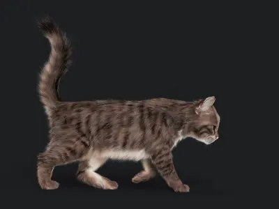  Cat Grey Tabby RIG - YETI version 