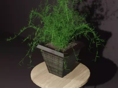 Indoor plant asparagus fern Low-poly 3D model