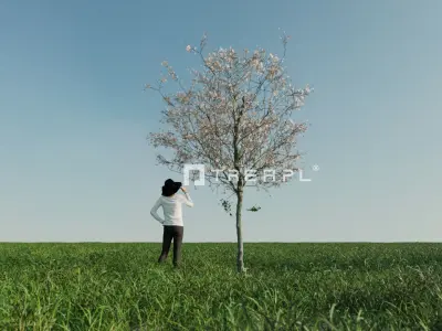 14X Apple tree - Including spring blossom 3D model