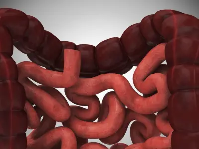 Large and Small Intestines 3D model