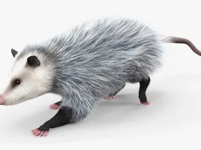  Opossum Eating Fur Animated Rigged for Maya 