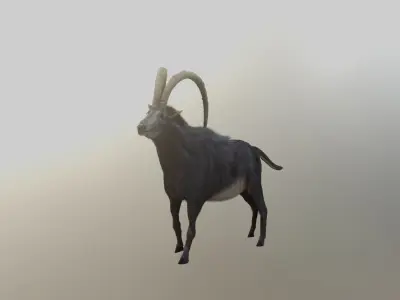 Sable Antelope - Rigged 3D model