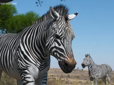  Zebra Adult Walking Fur 