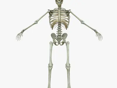 Male Human Skeleton 3D model