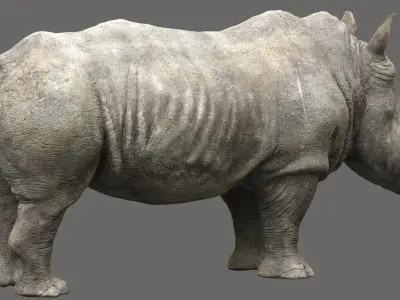 Rhino Rigged 3D 3D model