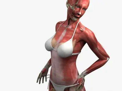 Detailed Full Female Muscle Anatomy Rigged 3D model