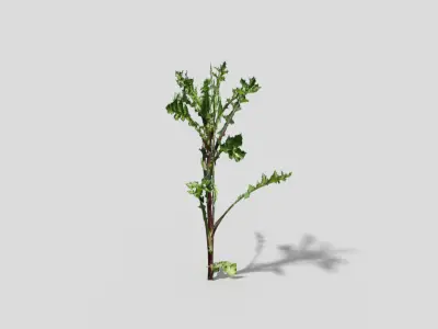 Low poly Plant thorny Low-poly 3D model