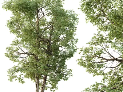 AV Plants Carya Glabra Ovalis Caryer Rouge Hickory03 3D model