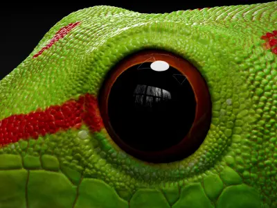  HQ Madagascar Day Gecko 