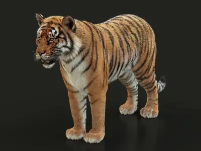  Bengal Tiger ANIMATED XGEN 