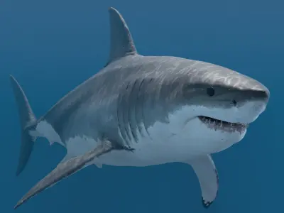  Great White Shark Rigged 