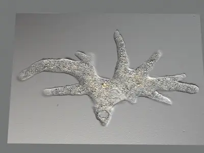 Amoeba 3D model