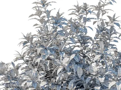 Pieris Floribunda bush 02 3D model