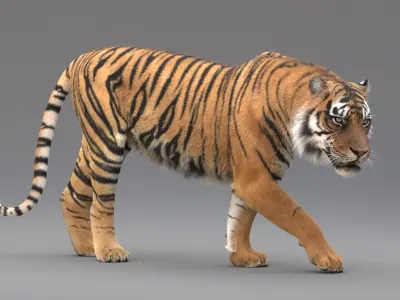  Tiger Animated (Fur) 