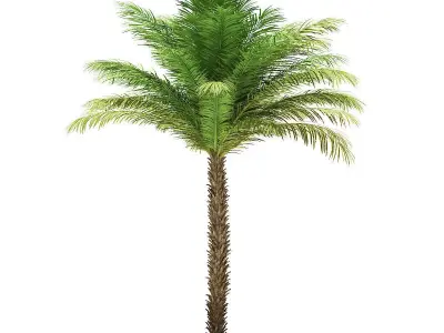 Date Palm Tree 3D Model 5m 3D model