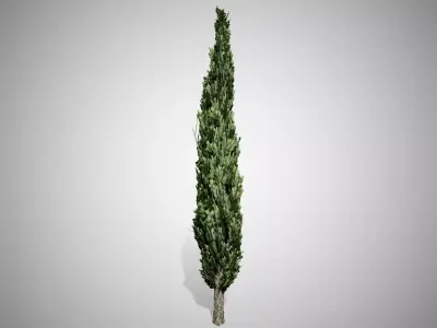 Italian Cypress Tree Free low-poly 3D model
