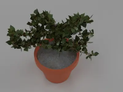 Garden Plant 3D model