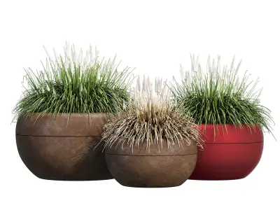 Aladin three potted grasses 3D model