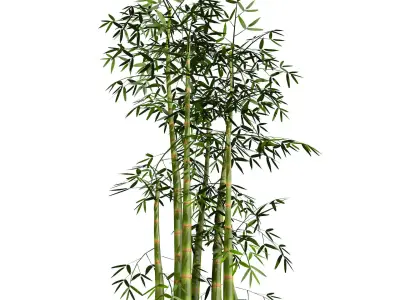 Bamboo Thicket Plant Tree Low Poly Low-poly 3D model