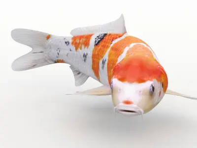  Koi Fishes Pack (Animated) 