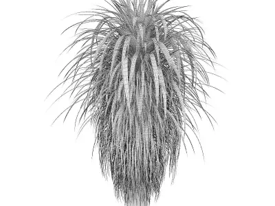 Palm Tree 3D model
