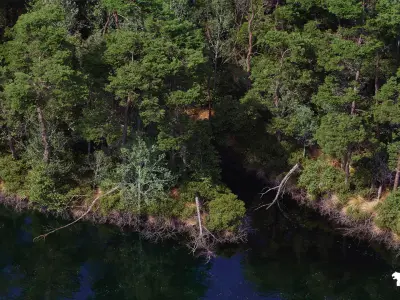 The Pine Environment  Low-poly 3D model