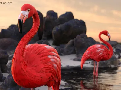  Exotic Bird Red Flamingo 