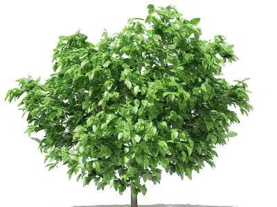 Pomelo Tree 3D model