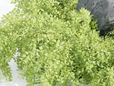 garden plants collection vol 57-Blender 3D model