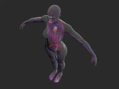 Female Circulatory System 3DSmax 3D model