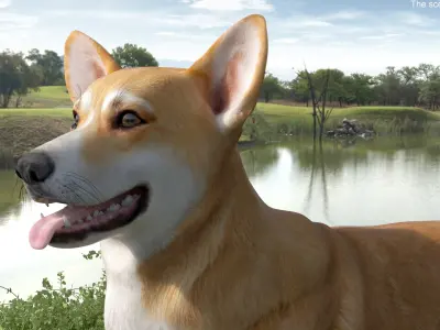  Dog Welsh Corgi Pembroke Rigged for Cinema 4D 