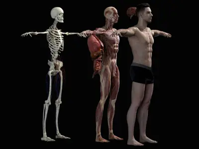  Male Anatomy Complete Pack 3D 