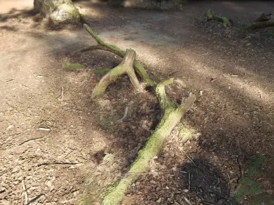 Forest Tree Root D 3D model