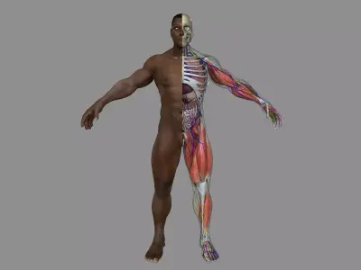 Full African American Male Anatomy 3D model