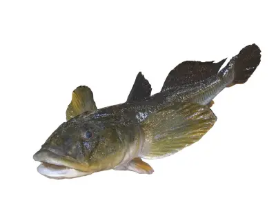  HAZEKUCHI GIANT GOBY ACANTHOGOBIUS 