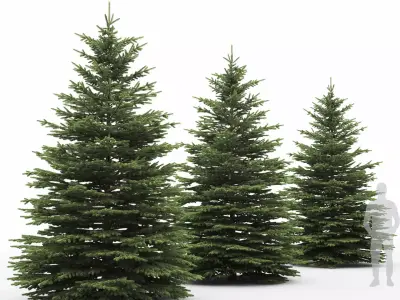 Picea Pungens 09 3D model
